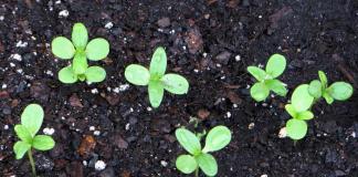 Цинния изящная: выращивание из семян