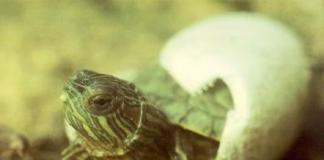 Друг на долгие годы красноухая черепаха