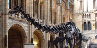 Диплодок — гигантский травоядный динозавр