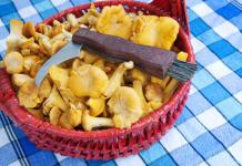 Як солити гриби в домашніх умовах: рецепти Як засолити польські гриби на зиму