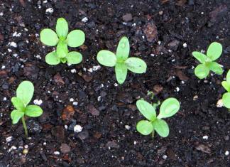الزينية الأنيقة: تنمو من البذور