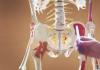 عظام الحوض: الهيكل والوظائف