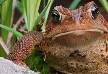 لماذا تحلم المرأة بالضفدع؟ لماذا تحلم المرأة بالضفدع؟