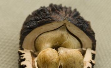 Medicinal properties of black walnut, regimen, side effects and contraindications